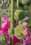 Alcea rosea
