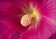 Alcea rosea