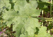 Alcea rosea