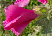 Alcea rosea