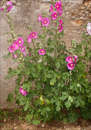 Alcea rosea