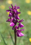 Anacamptis morio