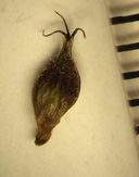 Carex gynodynama