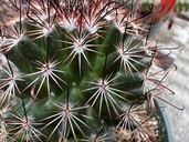 Mammillaria duoformis