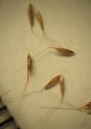 Agrostis avenacea
