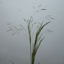 Agrostis avenacea