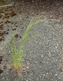 Agrostis avenacea