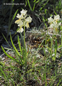 Orchis pauciflora