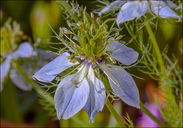 Nigella damascena