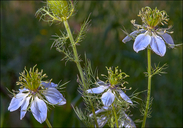 Nigella damascena