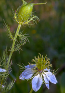 Nigella damascena