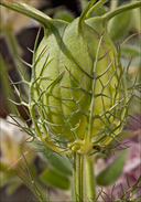 Nigella damascena