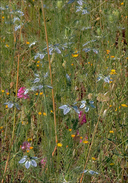 Nigella damascena