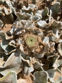 Cirsium rhothophilum
