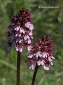 Orchis purpurea