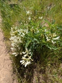 Astragalus accidens var. hendersonii