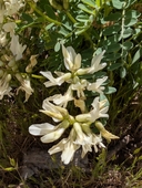 Astragalus accidens var. hendersonii