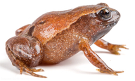Urkuphryne