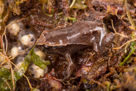 Urkuphryne merinoi