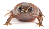 Urkuphryne merinoi