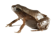 Phyllonastes plateadensis
