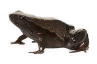 Phyllonastes sardinayacu