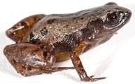 Phyllonastes ecuadoriensis
