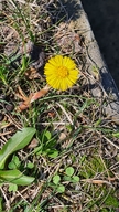 Colt's Foot