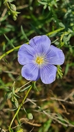 Linum austriacum