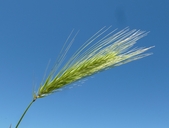 Hordeum murinum ssp. leporinum