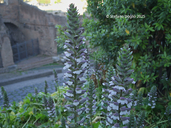 Acanthus mollis