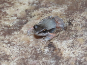 Rupirana kaatinga