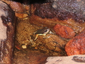 Rupirana kaatinga