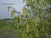 Ostrya carpinifolia