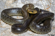 Zamenis longissimus