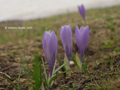 Crocus neapolitanus