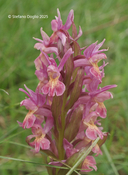 Dactylorhiza sambucina