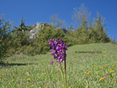 Anacamptis morio