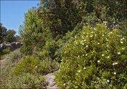 Cistus monspeliensis