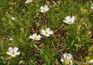 Cistus monspeliensis