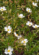 Cistus monspeliensis