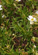 Cistus monspeliensis