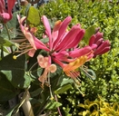 Lonicera x heckrottii