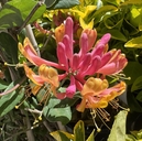Lonicera x heckrottii