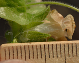 Antirrhinum subcordatum