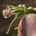 Antirrhinum subcordatum