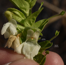 Antirrhinum subcordatum