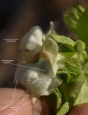 Antirrhinum subcordatum