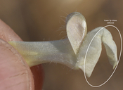 Antirrhinum subcordatum