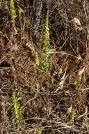 Antirrhinum subcordatum